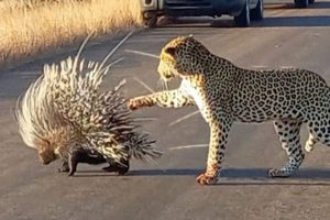 5 Animals Fights You Wouldn’t Believe if Not Filmed