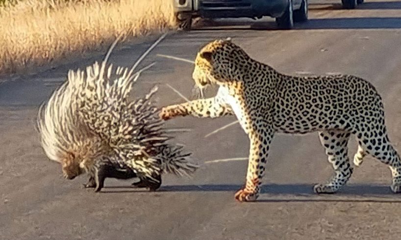 5 Animals Fights You Wouldn’t Believe if Not Filmed