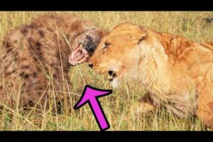 5 Fights between Lion and Hyena - Animal Battles