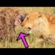 5 Fights between Lion and Hyena - Animal Battles