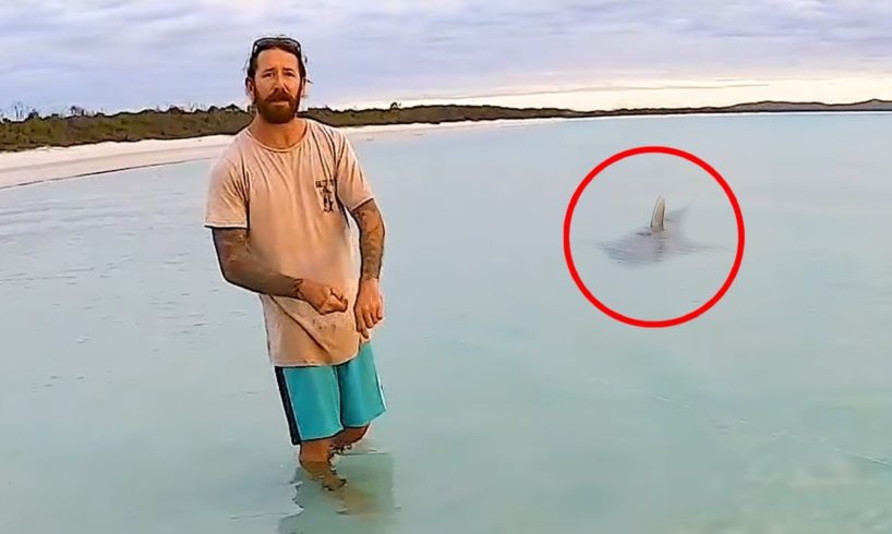 5 Shark Encounters That Will Terrorize You