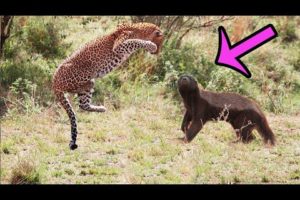 6 Fights between Badger and Big Cats - Animal Battles