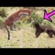 6 Fights between Badger and Big Cats - Animal Battles