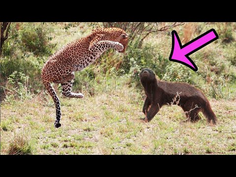 6 Fights between Badger and Big Cats - Animal Battles