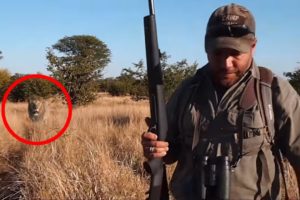 6 Lion Encounters That Will Give You Chills (Part 3)