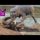6 moments when Crocodiles and Caimans were defeated - Animal Battles