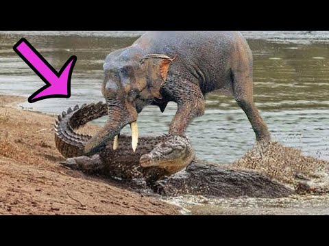 6 moments when Crocodiles and Caimans were defeated - Animal Battles