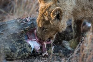 7 Most Aggressive Fight Of Lion And Crocodile