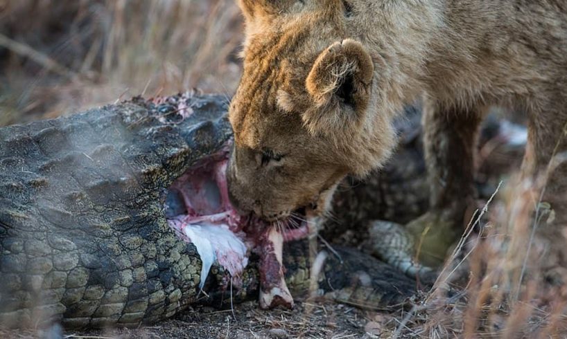 7 Most Aggressive Fight Of Lion And Crocodile