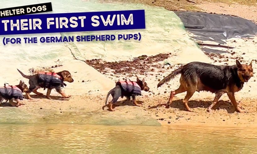 7 week old German Shepherd RESCUE PUPPIES swim with mum for the first time