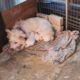 A Mother Dog Severe Shy & Scare, Hide in the Corner to Warm & Protect her Puppies Warming Ending
