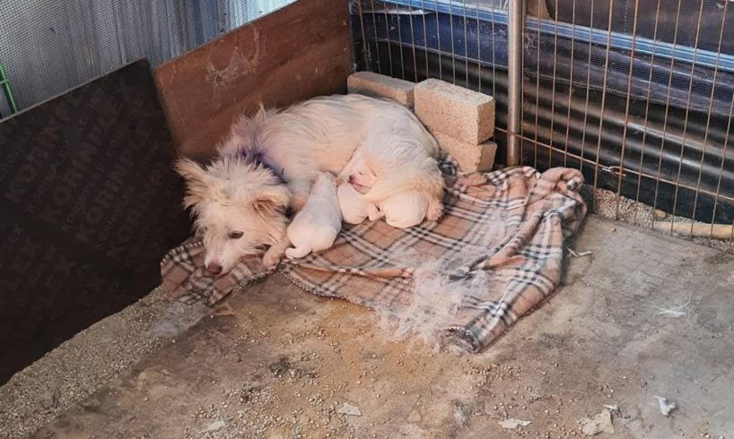 A Mother Dog Severe Shy & Scare, Hide in the Corner to Warm & Protect her Puppies Warming Ending