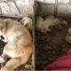 A Mother Dog and 6 Puppies Tied & Abandoned  Under Bridge Near River in Raining Season Got Rescued