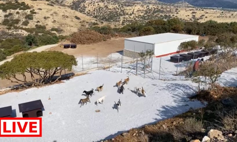 A bigger area for the 16 dogs - Takis Shelter