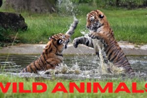 ANIMAL FIGHTS CAUGHT ON CAMERA / WILD ANIMALS / ANIMALS 2021 / ANIMALS VIDEO /# WILD ANIMALS FIGHT