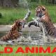 ANIMAL FIGHTS CAUGHT ON CAMERA / WILD ANIMALS / ANIMALS 2021 / ANIMALS VIDEO /# WILD ANIMALS FIGHT