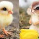 AWW Animals SOO Cute! Cute baby animals Videos Compilation cute moment of the animals #5