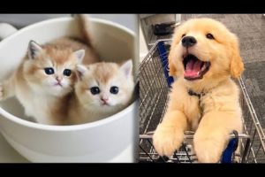 AWW CUTE BABY ANIMALS Videos Compilation Funniest and cutest moments of animals - Cutest animals