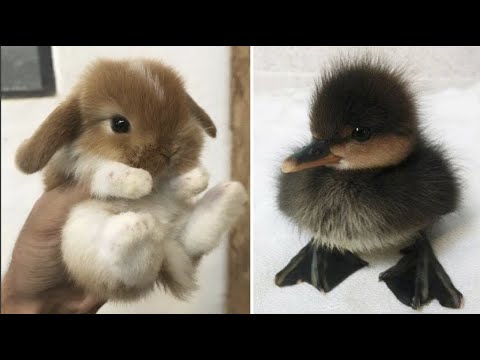 AWW SO CUTE! Cutest baby animals Videos Compilation Cute moment of the Animals - Cutest Animals #10