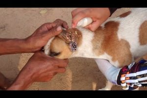 Abandoned Dog is battling maggots and Insect - Animal Rescue Video 2021