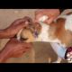 Abandoned Dog is battling maggots and Insect  - Animal Rescue Video 2021