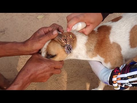 Abandoned Dog is battling maggots and Insect  - Animal Rescue Video 2021