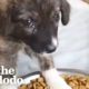 Abandoned Puppy Sleeps With The Guy Who Rescued Her | The Dodo