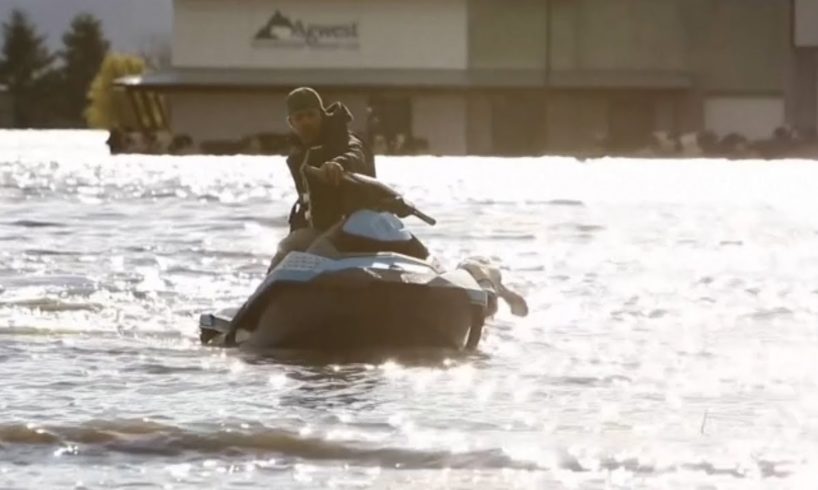 Abbotsford, B.C., residents use watercrafts to rescue stranded cattle