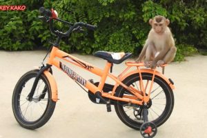 Amazing Animals, Adorable Monkey Kako Playing And Ride Bicycle