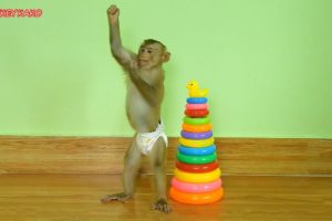Amazing Animals, Smart Monkey Kako Standing And Play Toys