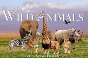 Amazing Scene of Wild Animals In 4K - Scenic Relaxation Film