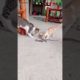 Animal Fighting cat