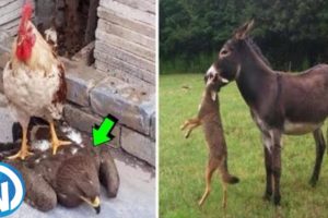 Animal Fights Whose Winner Will Surprise You