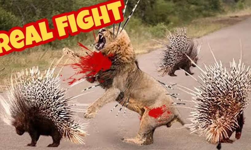 Animal Fights to the death in the wild