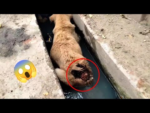 Animal Rescue Team इस Dog को दिया नया जीवन #shorts #xyzfactube
