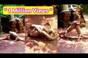 Animal fight | 1 Million views | Lizard battle | Wild Animals | Funny videos | Comedy mix Malayalam