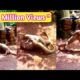 Animal fight | 1 Million views | Lizard battle | Wild Animals | Funny videos | Comedy mix Malayalam
