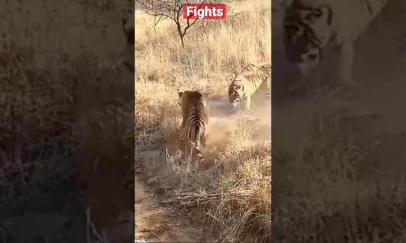 Animal #fights #shorts #trending #tiktok #shortsbeta #jaguar #lion #cheetah #india #vietnam