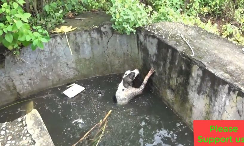 Animal rescues | Animals in disasters 10 amzing animal rescues