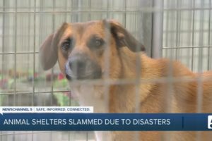 Animal rescues, shelters full after natural disasters
