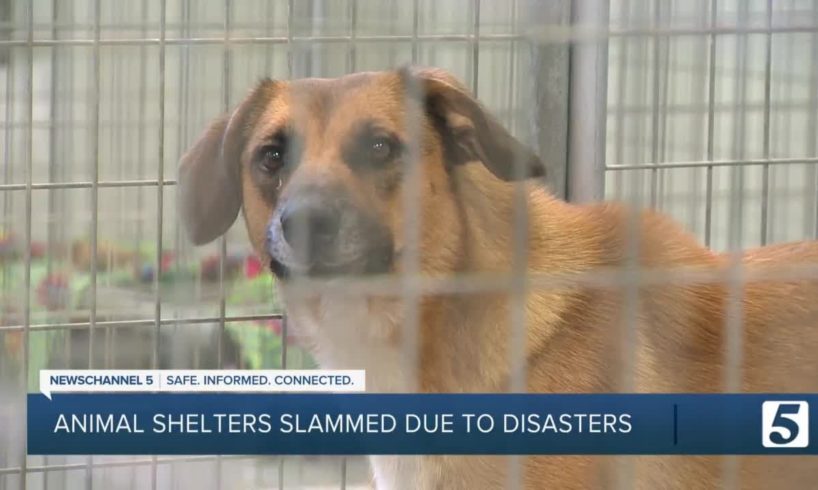 Animal rescues, shelters full after natural disasters