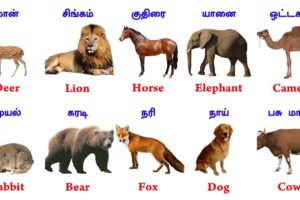 Animals Name Tamil And English ~ Learn Animals Name ~ FaazilClass