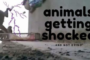 Animals getting Shocked