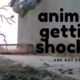 Animals getting Shocked