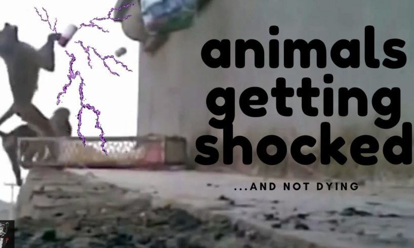 Animals getting Shocked