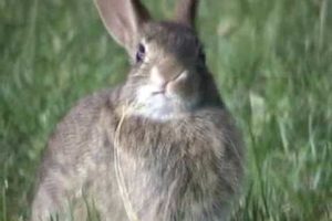 Animals in action - Wild rabbits