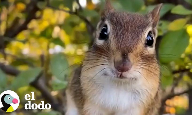 Ardilla se pone tan celosa cuando su chica favorita habla con otras ardillas  | El Dodo