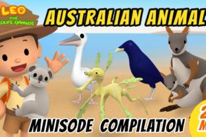 Australian Animals Minisode Compilation - Leo the Wildlife Ranger | Animation | For Kids