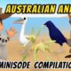 Australian Animals Minisode Compilation - Leo the Wildlife Ranger | Animation | For Kids