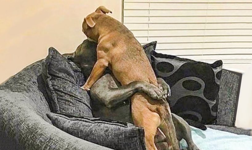 😲 Aww! The Funniest and Cutest Dogs Ever #22 | ChihuahuaTV